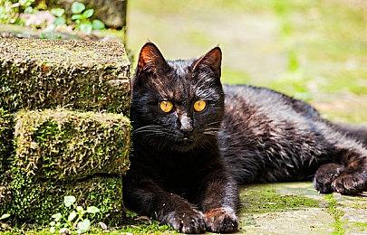 《铁匠大师》9月Steam抢先体验 中世纪铁匠铺经营